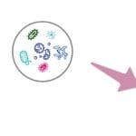 Article image of: Creative BioMart Microbe Provides Microbiotherapy Research Technical Service Worldwide