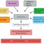 Article image of: Classification and Biological Functions of Glycoproteins