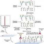 Article image of: Glyco-Microarray Technology