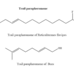Article image of: Alcohol-functionalized Pheromone for Pest Management