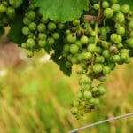 Article image of: Lifeasible Updated Its Plant Disease Identification Service Recently