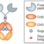 Article image of: Fc Fusion Protein Production Service Now Available at Profacgen