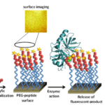 Article image of: Functional PEGs for Biological and Therapeutic Research