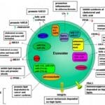 Article image of: Exosomes Lipidomics Service