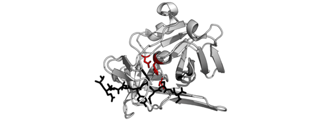 Article image of: A Brief Introduction to Protease