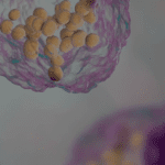 Article image of: What Are Sphingolipids?