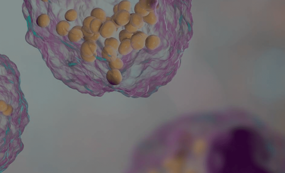 Article image of: What Are Sphingolipids?