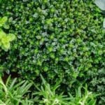 Article image of: Lifeasible Released Medicinal Plant Tissue Culture Service for Research Use