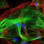 Article image of: Microfluidic Devices for Experimental Research