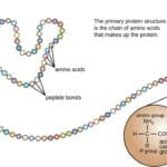 Article image of: How to Achieve Protein Sequencing?