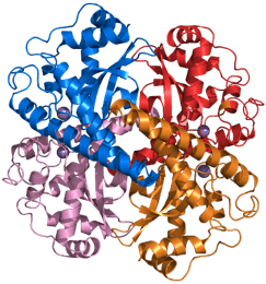 Article image of: Native Horseradish Peroxidase