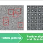 Article image of: Creative Biostructure Unveils Cryo-EM Single-particle Analysis Service