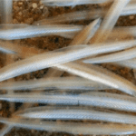 Article image of: New Study Findings about Fish Gene Editing