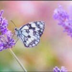 Article image of: What Is Insect Pheromone?