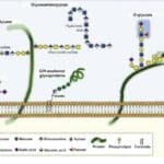 Article image of: Glycoproteins, Proteoglycans and Glycolipids