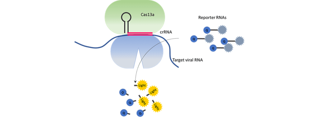 Article image of: Novel Cas9 Nuclease Aids in the Safety of Gene Editing