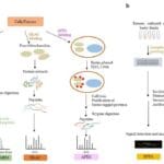 Article image of: Mitochondrial Proteomics