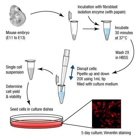 Article image of: Primary fibroblasts