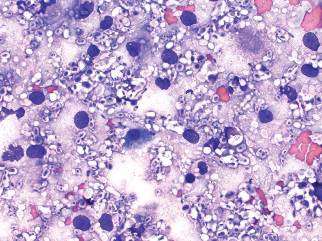 Article image of: TECHNIDATA announces a new version of TD HistoCyto software