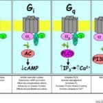 Article image of: GPCR Function