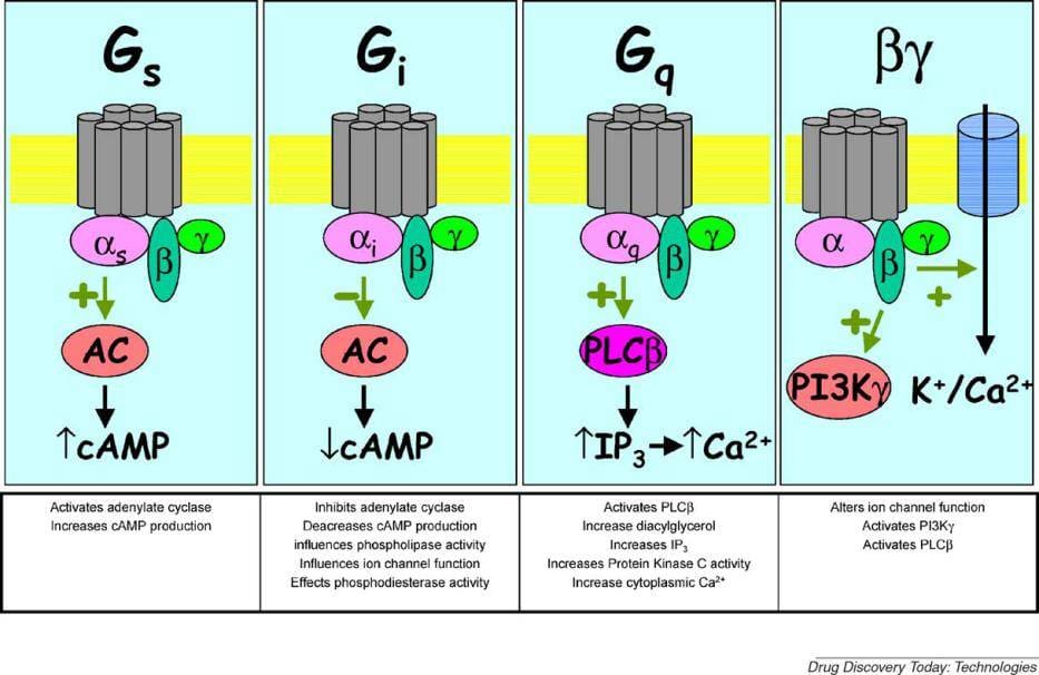 Article image of: GPCR Function