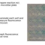 Article image of: Enzyme Activity Assay