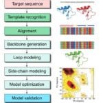 Article image of: Homology Modeling