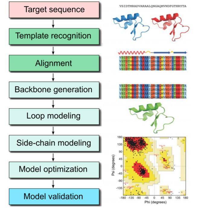 Article image of: Homology Modeling