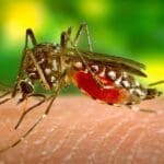 Article image of: African Children to Receive World’s First Malaria Vaccine in