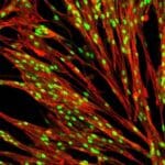 Article image of: bit bio – coding cells, the building blocks of life