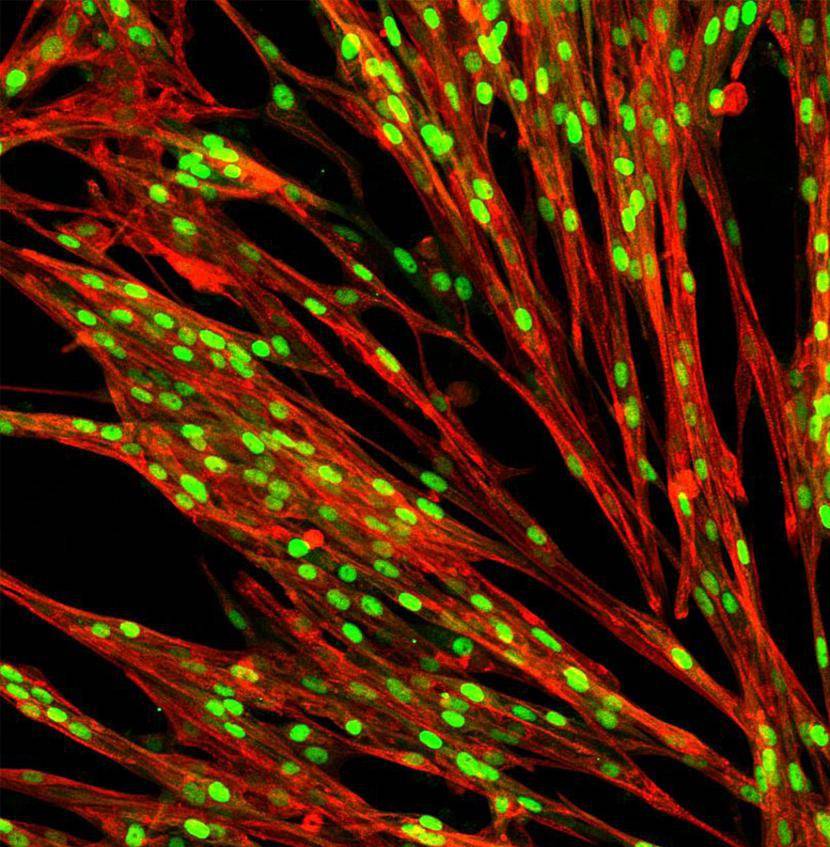 Article image of: bit bio – coding cells, the building blocks of life