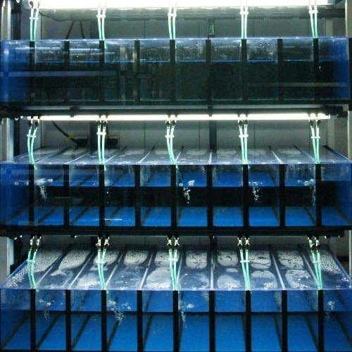 Article image of: Proefdiergebruik fors omlaag?