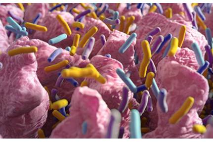 Article image of: Probiotics for Industrial and Scientific Research Use