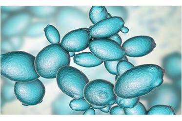 Article image of: Probiotic Formulation Services for Scientific Research Customers