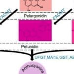 Article image of: Introduction to Anthocyanins