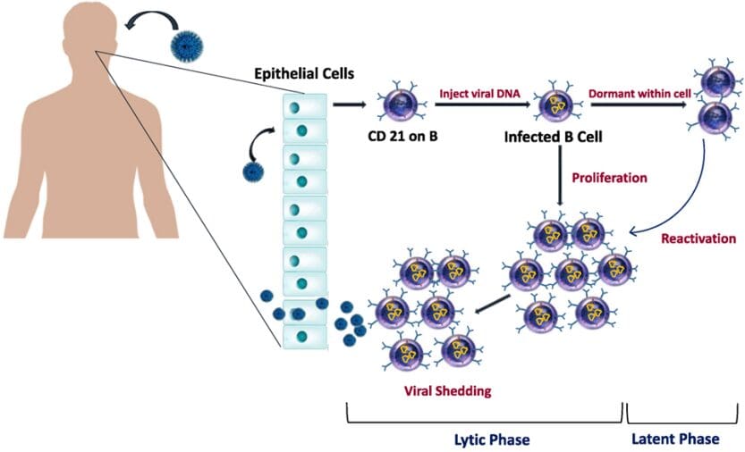 Article image of: Antigens for Epstein-Barr Virus Antibody Tests