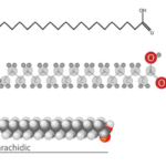 Article image of: Fatty Acetates
