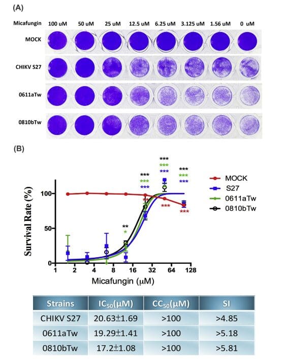 Article image of: CC50/IC50 Assay Services for Pharmaceutical Safety