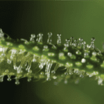 Article image of: Probenvorbereitung von Cannabispflanzen für eine effiziente Extraktion – Einsatz der Universal-Schneidmühle