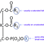 Article image of: Glycerophospholipids Analysis Service
