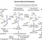 Article image of: Protein Glycosylation Modifications