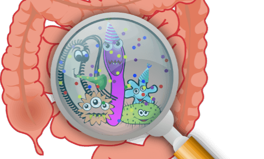 Article image of: The Relationship Between the Gut Microbiome and Drugs Is Greater Than We Thought