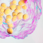 Article image of: Lipidomics Platform for MALDI-Imaging