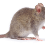 Article image of: Mouse Cytokine Assay