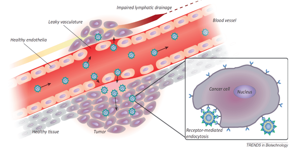 Article image of: Organelle & Cell & Tissue Targeting Liposomes Formulation and Development Service