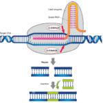 Article image of: Using CRISPR Technology to Modify Starch in Potatoes