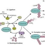Article image of: How Much Do You Know about Targeted Protein Degradation Drugs?