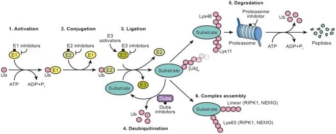 Article image of: How Much Do You Know about Targeted Protein Degradation Drugs?