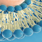 Article image of: Three Synthetic Routes to Synthesize Wax Esters