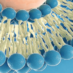 Article image of: Wax Esters for Use in Cosmetics and Pharmaceutical Industry